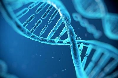 神秘蛋白质可使人类DNA形态演变成不同结构